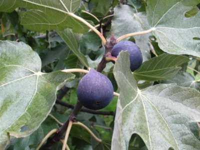 Инжир Крымский черный  саженец купить в Москве