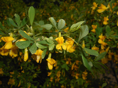 Акация Кустарниковая саженец купить в Москве
