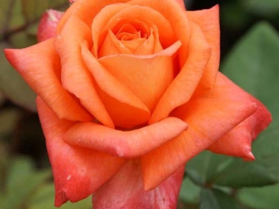 Роза Ловерс Митинг саженец купить в Москве