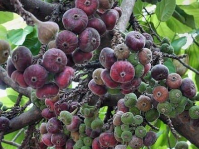 Инжир Никитский  саженец купить в Москве