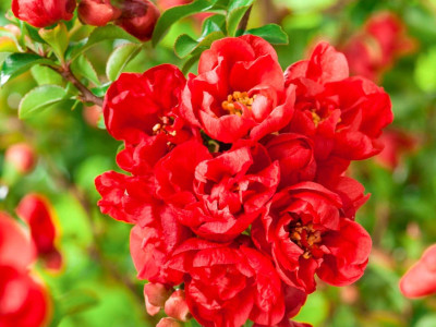 Айва Николайн саженец купить в Москве