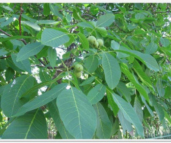 Грецкий орех Астаховский 