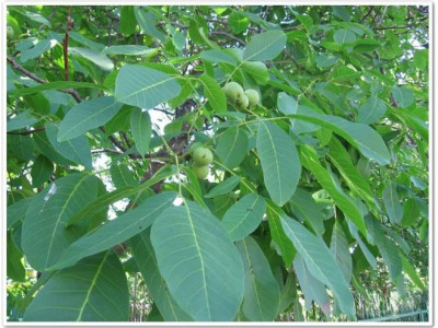 Грецкий орех Левина саженец купить в Москве