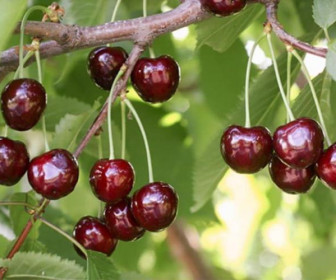 Черешня Овстуженка 