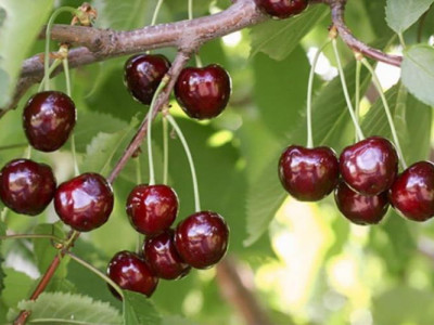 Черешня Овстуженка  саженец купить в Москве