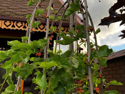 Шелковица Владимирская (Плакучая) саженец купить в Москве