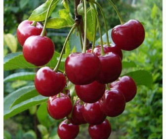 Дюк Превосходная Веньяминова