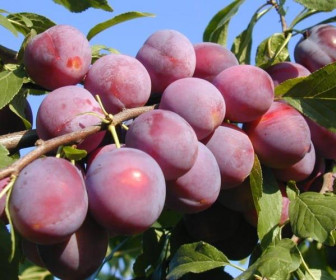 Алыча Путешественница