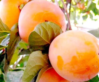 Хурма Россиянка 