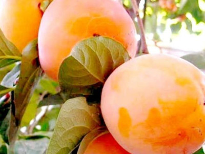 Хурма Россиянка  саженец купить в Москве