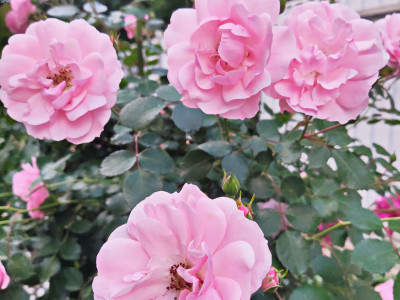 Роза Боника саженец купить в Москве