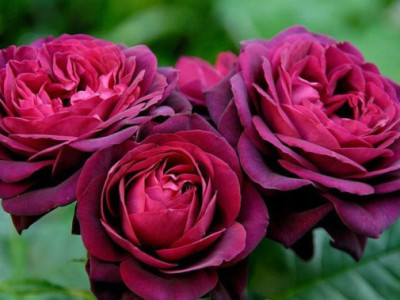 Роза Астрид Графин фон Харденберг саженец купить в Москве