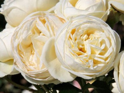 Роза Артемис саженец купить в Москве