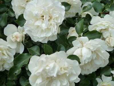 Роза Вайт Мейдиланд саженец купить в Москве