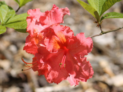 Азалия Сарина саженец купить в Москве
