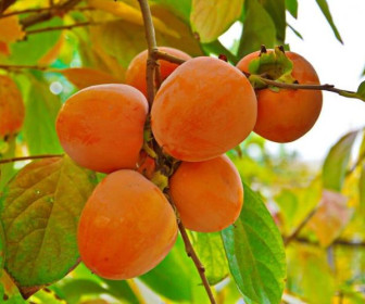 Хурма Шарон 