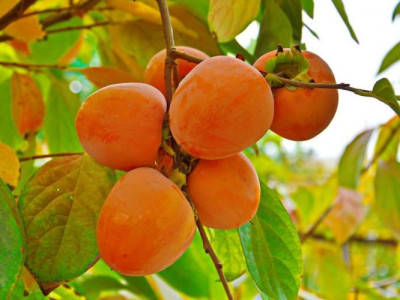 Хурма Шарон  саженец купить в Москве