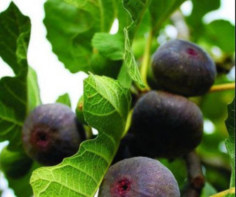 Инжир Шоколадный 