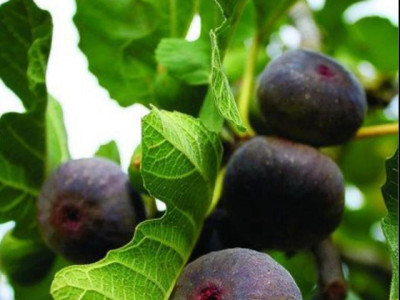 Инжир Шоколадный  саженец купить в Москве