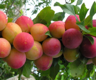 Слива Скороплодная 