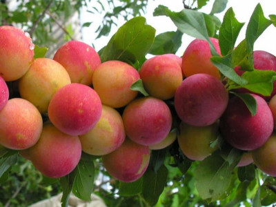 Слива Скороплодная  саженец купить в Москве