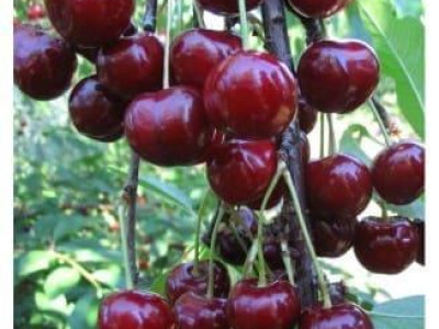 Дюк Спартанка  саженец купить в Москве