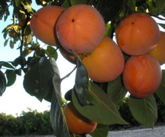 Хурма Спутник 