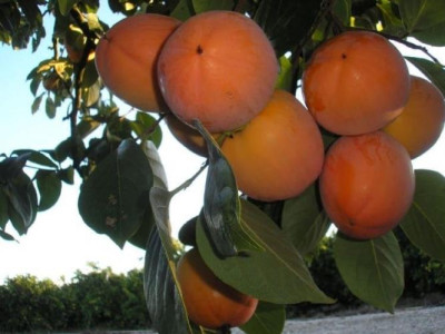 Хурма Спутник  саженец купить в Москве