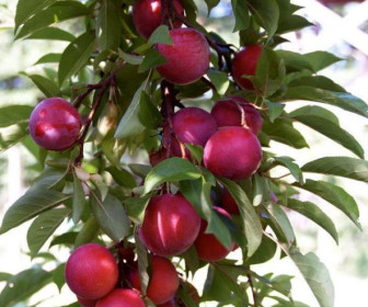 Шарафуга Вельвет Санрайз (Velvet Sunrise)