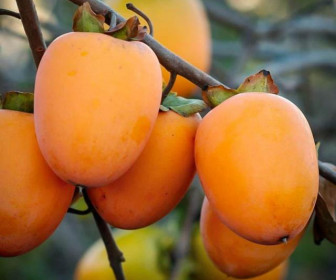 Хурма Виргинская