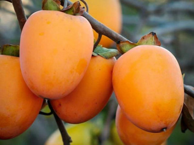 Хурма Виргинская саженец купить в Москве