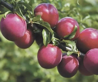 Сливово-вишневый гибрид Бета