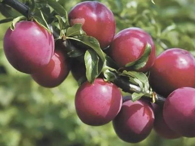 Сливово-вишневый гибрид Бета саженец купить в Москве