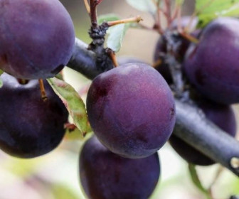 Сливово-вишневый гибрид Гайавата