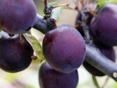 Сливово-вишневый гибрид Гайавата саженец купить в Москве