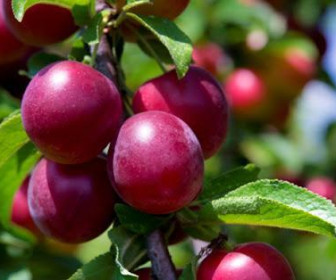 Сливово-вишневый гибрид Компас