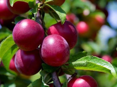 Сливово-вишневый гибрид Компас саженец купить в Москве