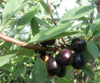 Сливово-вишневый гибрид Омская ночка