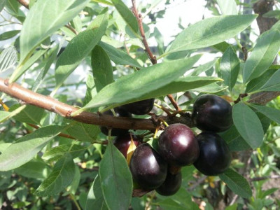 Сливово-вишневый гибрид Омская ночка саженец купить в Москве