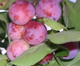 Сливово-вишневый гибрид Самоцвет