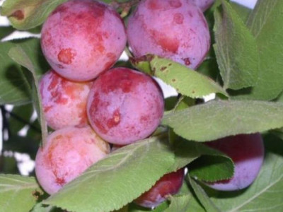 Сливово-вишневый гибрид Самоцвет саженец купить в Москве