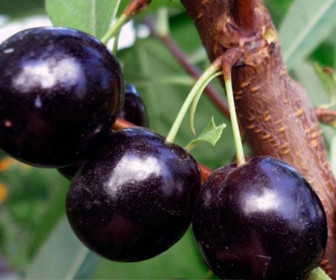 Сливово-вишневый гибрид Сапальта