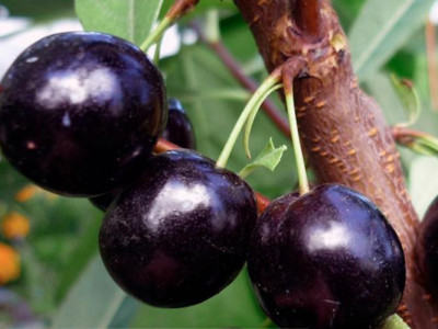 Сливово-вишневый гибрид Сапальта саженец купить в Москве