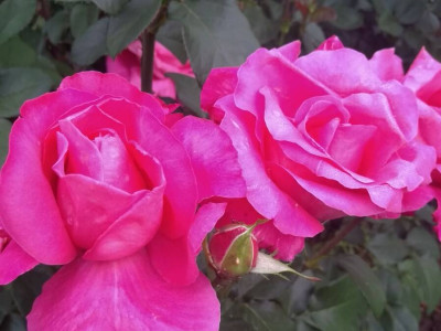 Роза Высоцкого саженец купить в Москве