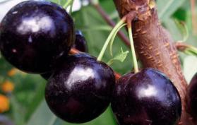 Сливово-вишневые гибриды