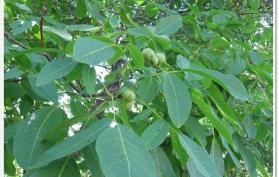 Грецкий орех