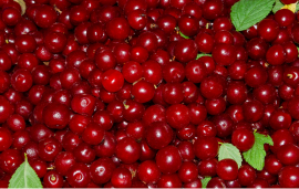 Войлочная вишня